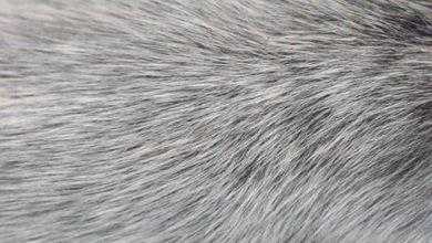 جديدة تربط بين نشاط الجهاز المناعي وشيب الشعر