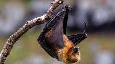 نادر شديد الخطورة يتفشى في الهند