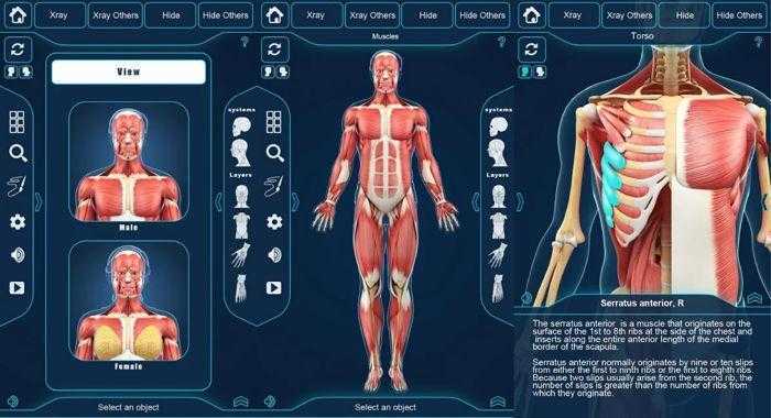 برنامج التركيب التشريحي للعضلات