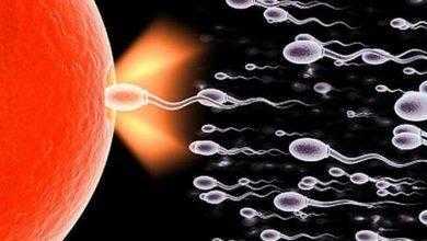 العلماء يحددون سببًا جديدًا من أسباب العقم والإجهاض