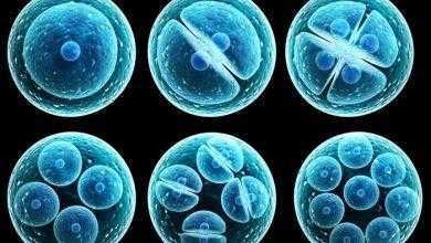 نجاح أول عملية على مستوى العالم لزرع الخلايا الجذعية في جنين بشري
