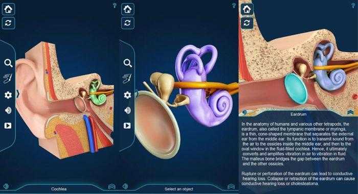 برنامج التركيب التشريحي للأذن