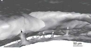 اكتشاف ممرات خفية لأول مرة تربط الجمجمة البشرية بالدماغ