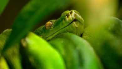 لدغة الثعبان Snake Bite اعراضها وعلاجها