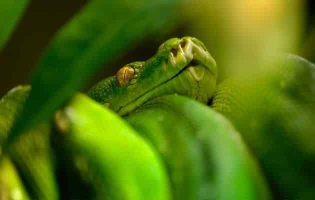لدغة الثعبان Snake Bite اعراضها وعلاجها