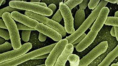اختبار مذهل يمكنه التعرف على جميع أنواع العدوى البكتيرية