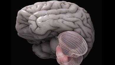 دراسة: أجزاء من الدماغ قد تكون محصنة ضد مرض ألزهايمر