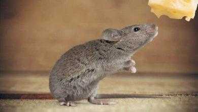 دراسة: "رذاذ الخلايا الجذعية" يُعيد حاسة الشم إلى فئران التجارب