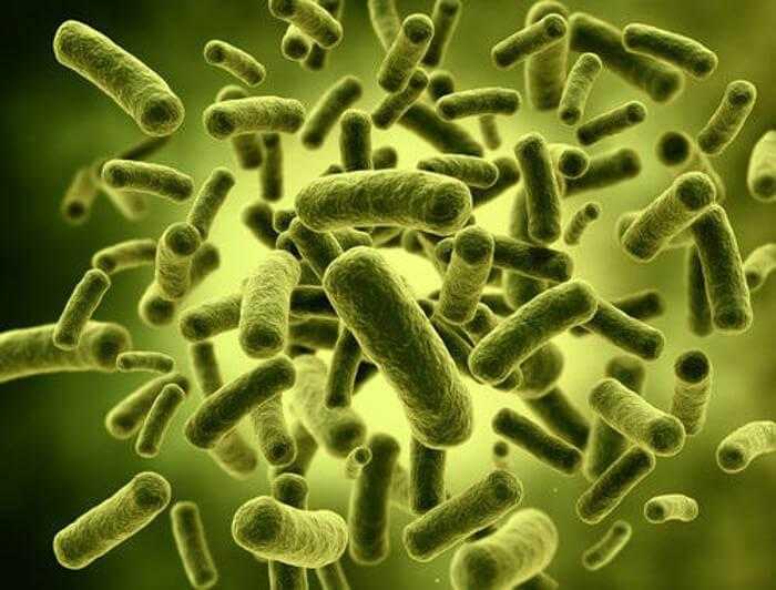 عدد البكتيريا المهبلية "الصديقة"