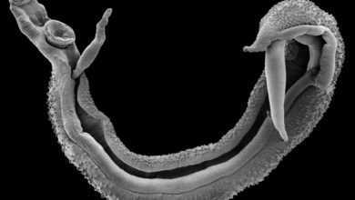 ديدان البلهارسيا