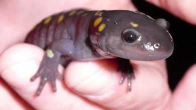 البشر يُشبهون حيوان السمندل