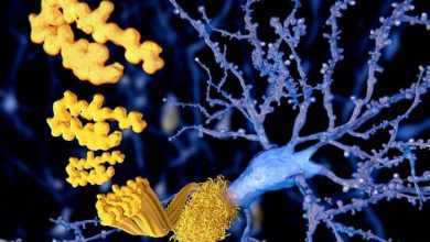 اختبار دم جديد