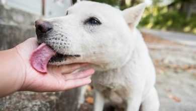 كلبه الأليف بلعق جلده!