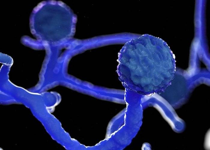 الفطر الأسود