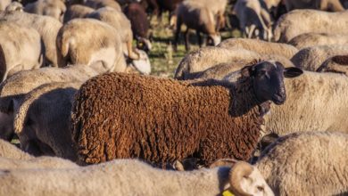 علامات تدل على صحة الأضحية