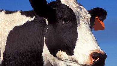 نصائح قبل وبعد ذبح الأضحية