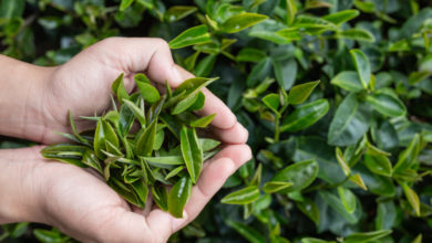 6 من أهم فوائد الشاي الأخضر
