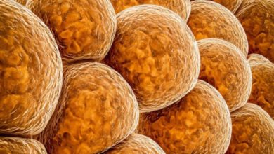 إنتاج خلايا الدهون البنية